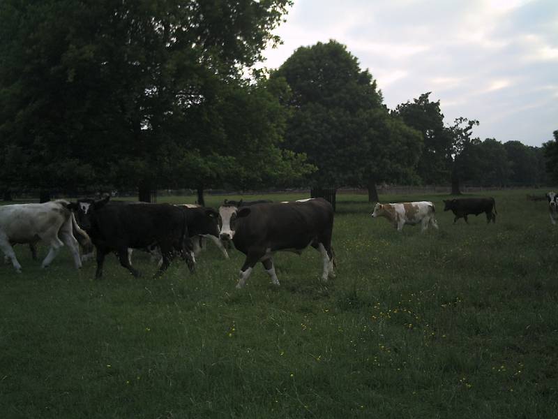phot0022 Peover cows